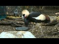Crowned Crane Chicks Showered With Love By Foster Parents