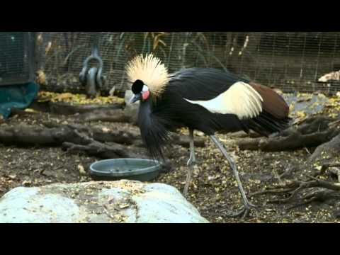 crowned-crane-chicks-showered-with-love-by-foster-parents