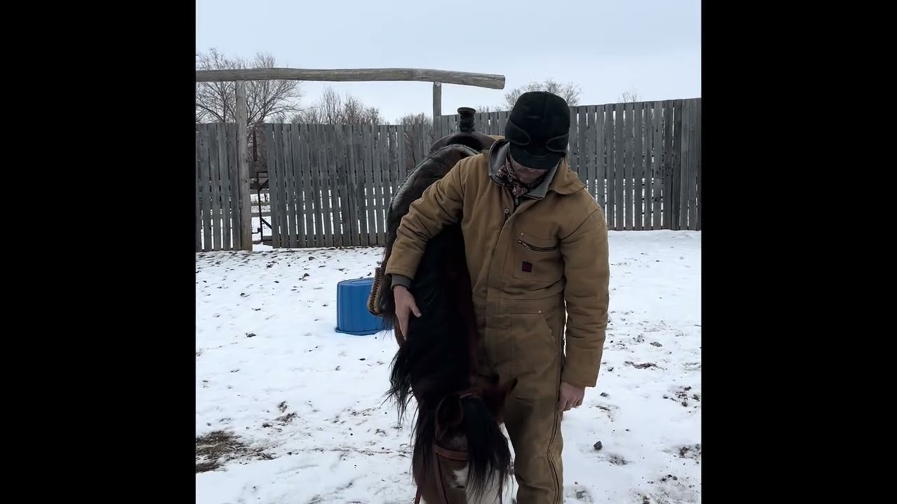 “Denver” Beautiful 14 year old draft cross Mare forsale by private treaty. 