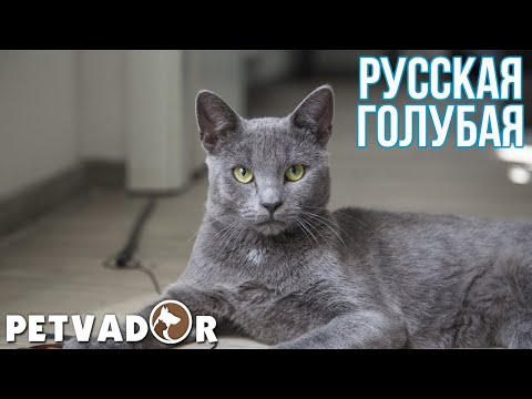 Русская голубая кошка описание породы | Порода кошек русская голубая - характер, уход и содержание.