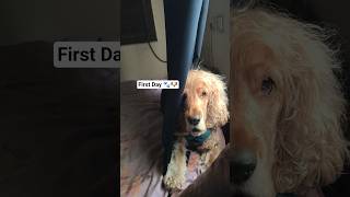 First day of boarding 🐾🐶love#cute#rain#vlog#shorts#ytshorts#yt#weather#happy#enjoy#baby#fyp