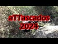 Attascados 2024  paredes de coura parte 115