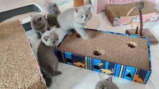 KITTEN 38 DAY by WILSON CAT 68 views 2 years ago 4 minutes, 55 seconds