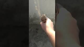 Pistola Taurus 24/7 pro ls de Papelao screenshot 5