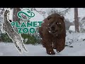 A BABY BOOM & Adding Bears!🐏🦌Planet Zoo: The Frozen North Biological Park • #5
