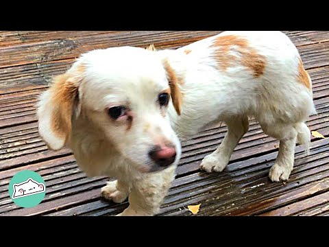 Video: Pet Scoop: Shelter Staffer Cuddles Dog After Surgery, New Start voor Pup gevonden in prullenbak