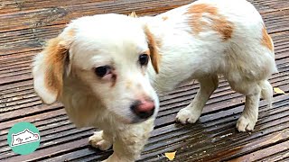 Rescue Dog Travels Across Europe To Help New Family Cuddle Dogs