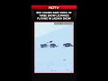 BRO Shares Rare Video of Three Snow Leopards Playing in Ladakh Snow