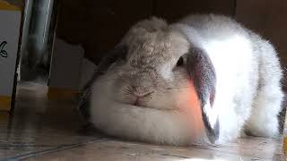 Rayne Rabbit Bunny resting her chin on her tuft pillow of fur!