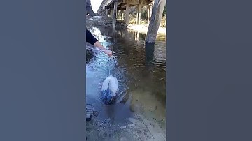 Chumming minnows with bread / cast netting alot of minnows #thelivebaitman #castnet #livebait