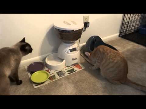 automatic-cat-feeder-(ended-up-a-fail-for-me)