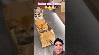 Kucing naik kereta kardus 😝🙀🫣😬☺️😀 #cat #meongemes #kucing  #kucinglucu #kucingmeoong #catlover