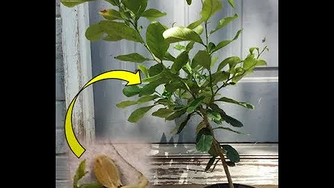 From Seed to Sapling: Lemon Tree Time lapse