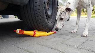 Crushing Crunchy & Soft Things by Cars! EXPERIMENT CAR VS + The dog's reaction screenshot 4