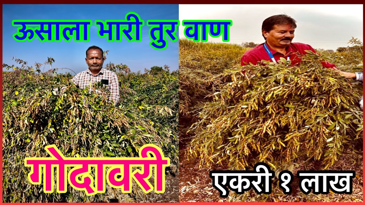 एकरी १ लाख देणारा तुरीचा वाण गोदावरी