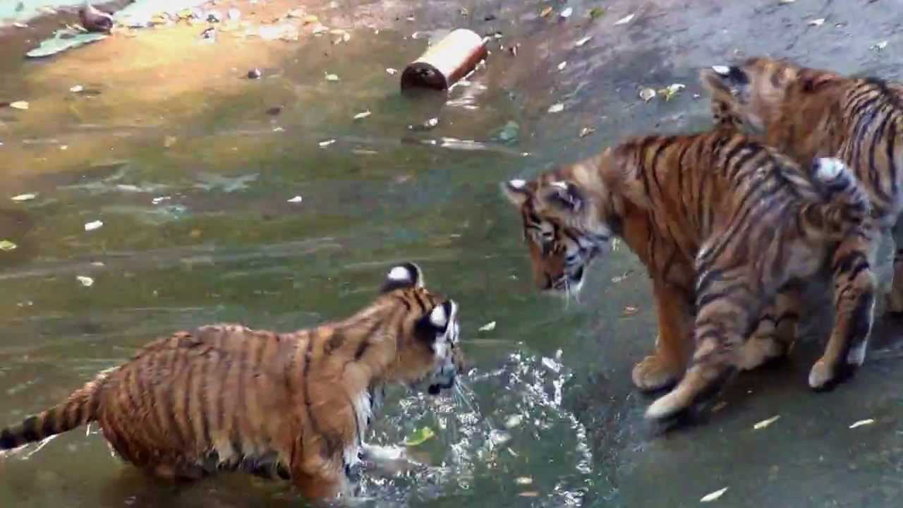 Play Tiger Play Tiger