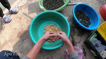 Cách Làm Mồi Câu Cá Chép Với Ốc Dễ Làm | Apo Fish