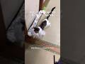 まがねちゃんがまだ野良の性が残ってた頃の思い出。生ゴミを移動させて漁ろうとしてた。もうそんな事しなくても一生ご飯が出てくる家に来たんやでと。#野良猫保護　#保護猫と暮らす