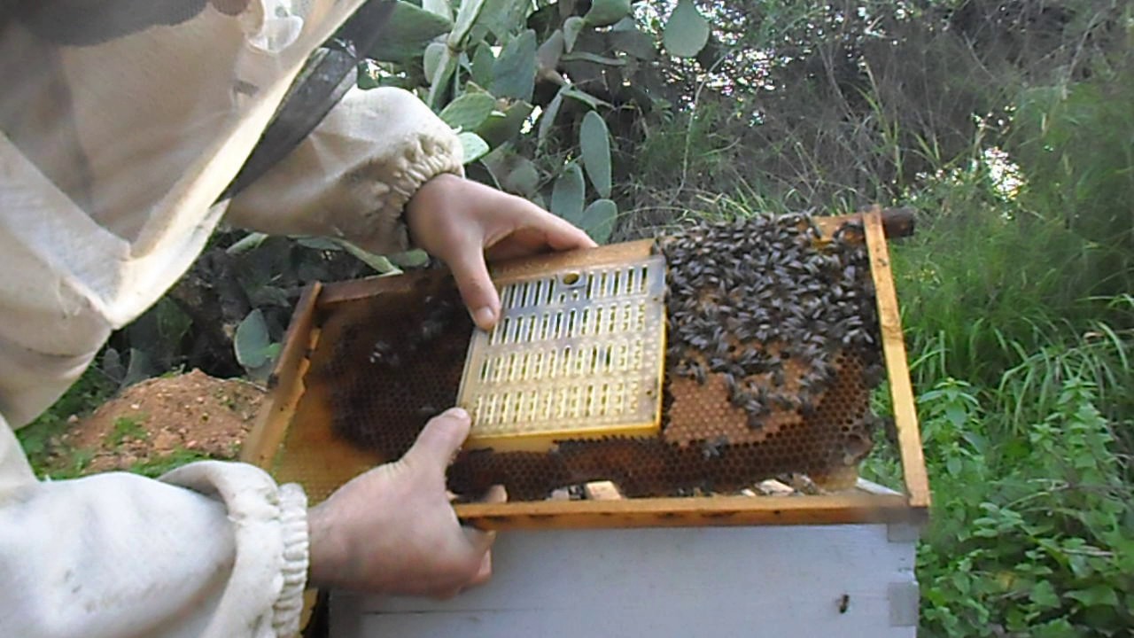 الدرس العاشر // تربية الملكات بجهاز نيكوت  الجزء الأول // منحل أمين ولد سعيد // الجزائر