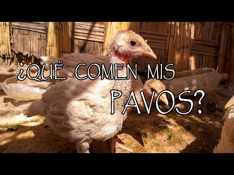 Video: Cómo Alimentar A Los Pavos