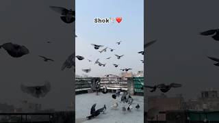 Shok 🕊️❤️#harpreetpigeonloft #kabutarbazi #YouTube #ytshorts #youtubeshorts #shok
