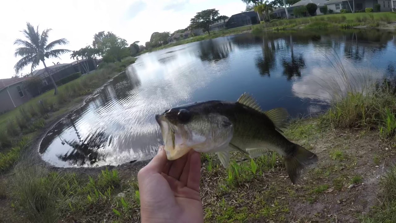 Fishing for big bass(Crazy eat)