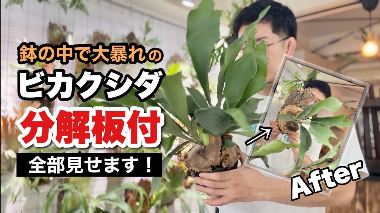 【株分け動画】鉢で暴れているビカクシダを株分け・板付け！