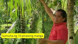 Mango Tips - Paano malaman kung ang inyong manga ay maari nang pitasin