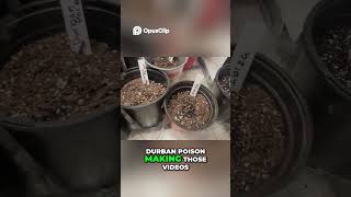 Grow Durban Poison &amp; Pineapple Express  What Are YOU Brewing