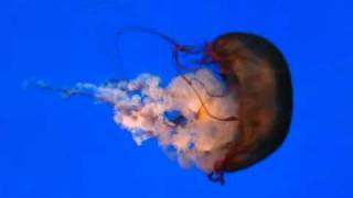 Big Jelly