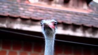 Ostrich Close Up Portrait Video - Free Hd Stock Footage