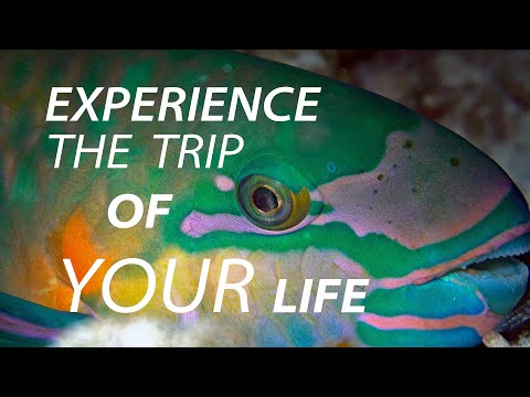 The Trip of Your Life - Masters Red Sea - 2020