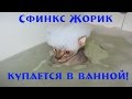 Донской Жорик купается в ванной! Как правильно купать сфинксов! [#Сфинкс]