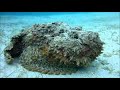 National geographic  the stonefish  the worlds most venomous fish   wild planet