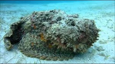 National Geographic - The Stonefish ( The world