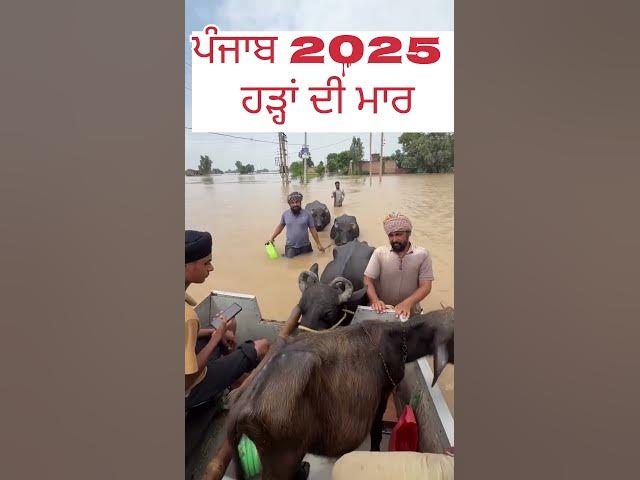 Flood affected People in punjab  2025 | Punjabi video