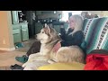 Dobro The Husky is Wolf Watching Wolves On The TV