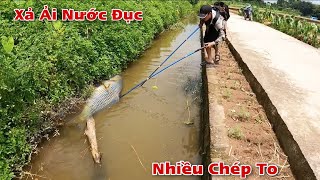 Kích Đàn Cá Chép Khủng Mắc Cạn Trên Cánh Đồng Khi Nước Đổ Ải Rút Nhanh Cá Không Kịp Đi