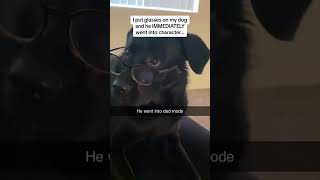 This dog enters dad mode after glasses 😂😂😂 #animals #cute #funny #dog #shorts #fyp