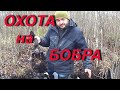 №68 Охота на чёрного бобра проходными капканами. Разделка.