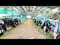 HF Cow Dairy Farming