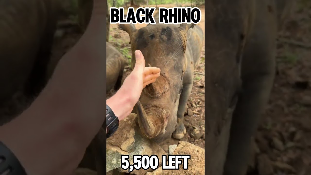 Endangered African animals🦁