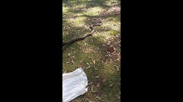 Coastal Carpet Python Released in Mount Tamborine, QLD