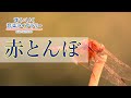 赤とんぼAkatonbo／歌いだし♪ゆうやけこやけの／見やすい歌詞つき【日本の歌Japanese traditional song】