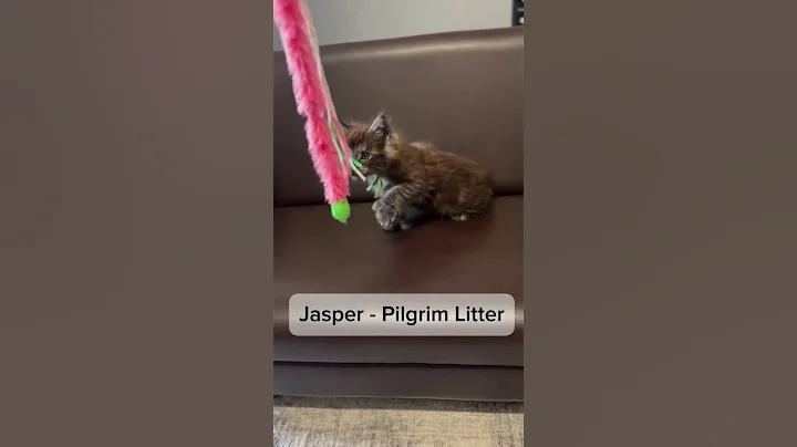 Watch the video about Jasper, black smoke with white Maine Coon kitten