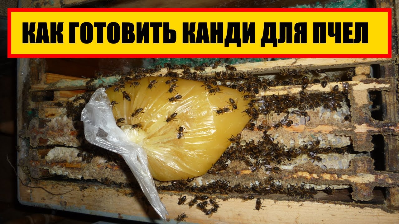 Пчелы приготовление канди