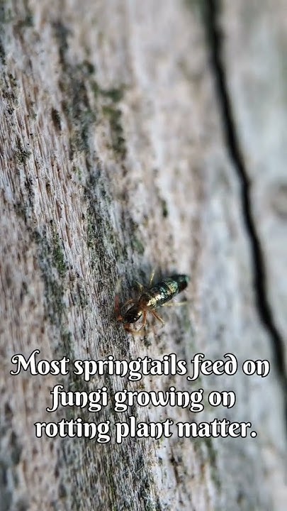 what-do-springtails-eat-shorts-youtube