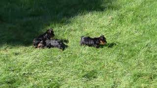 Yorkie Puppies For Sale