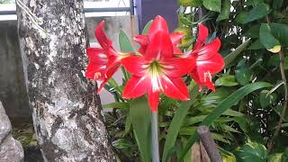 Red trumpet flower