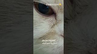 자신있어?🤣🤣 얼큰?🤣 #레이 #진해성 #고양이 #cat #레이브이로그 #cute #funny #munchkin #catvlogs #고양이브이로그 #웃참
